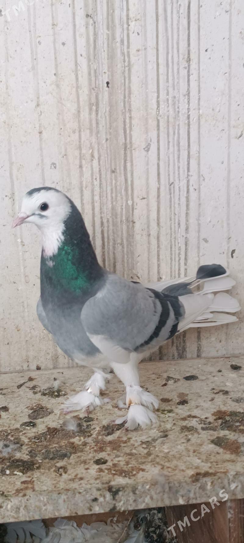 kepderi - Aşgabat - img 7