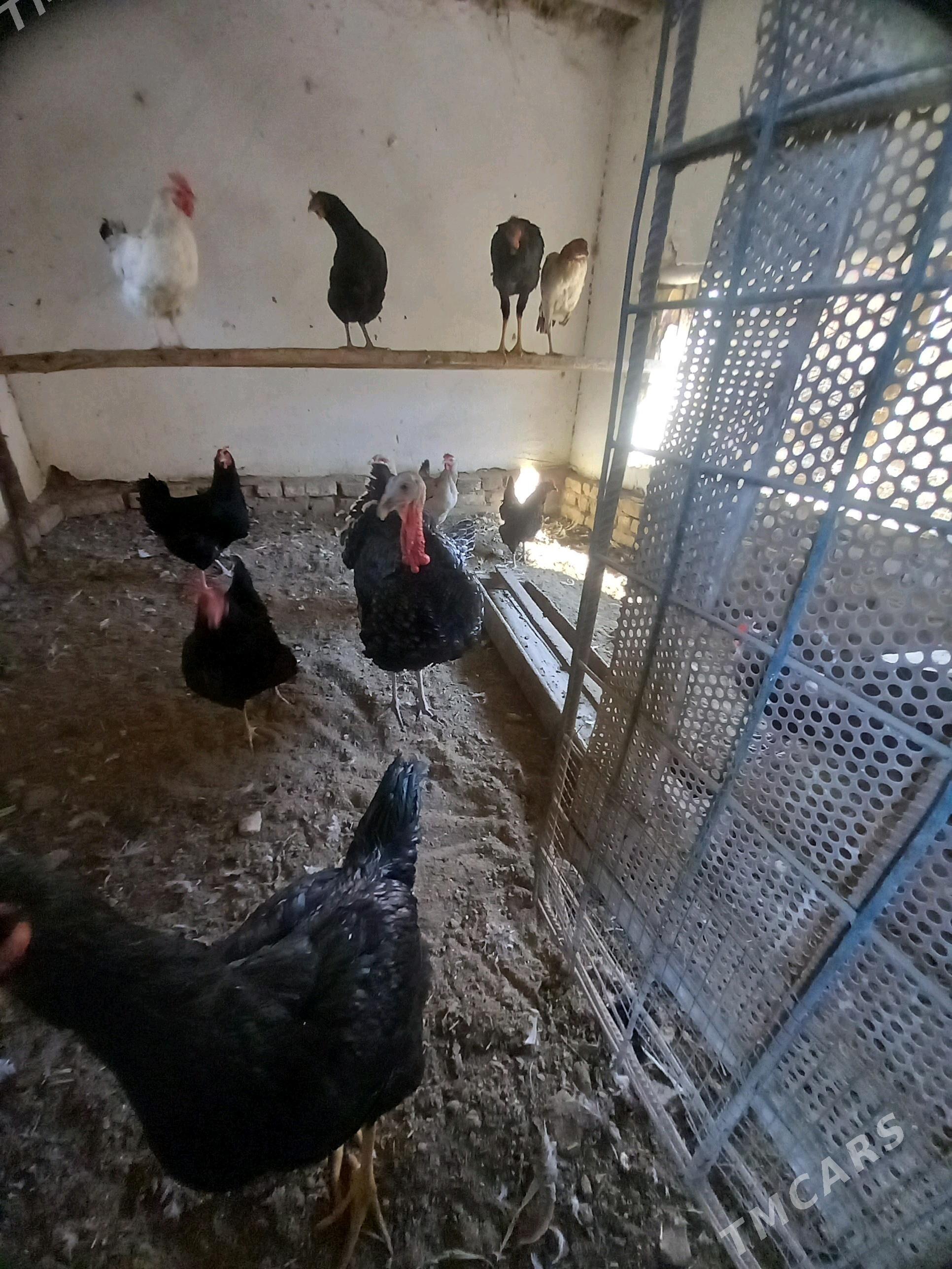 baysowy jüjeler.1 induk - Туркменабат - img 1