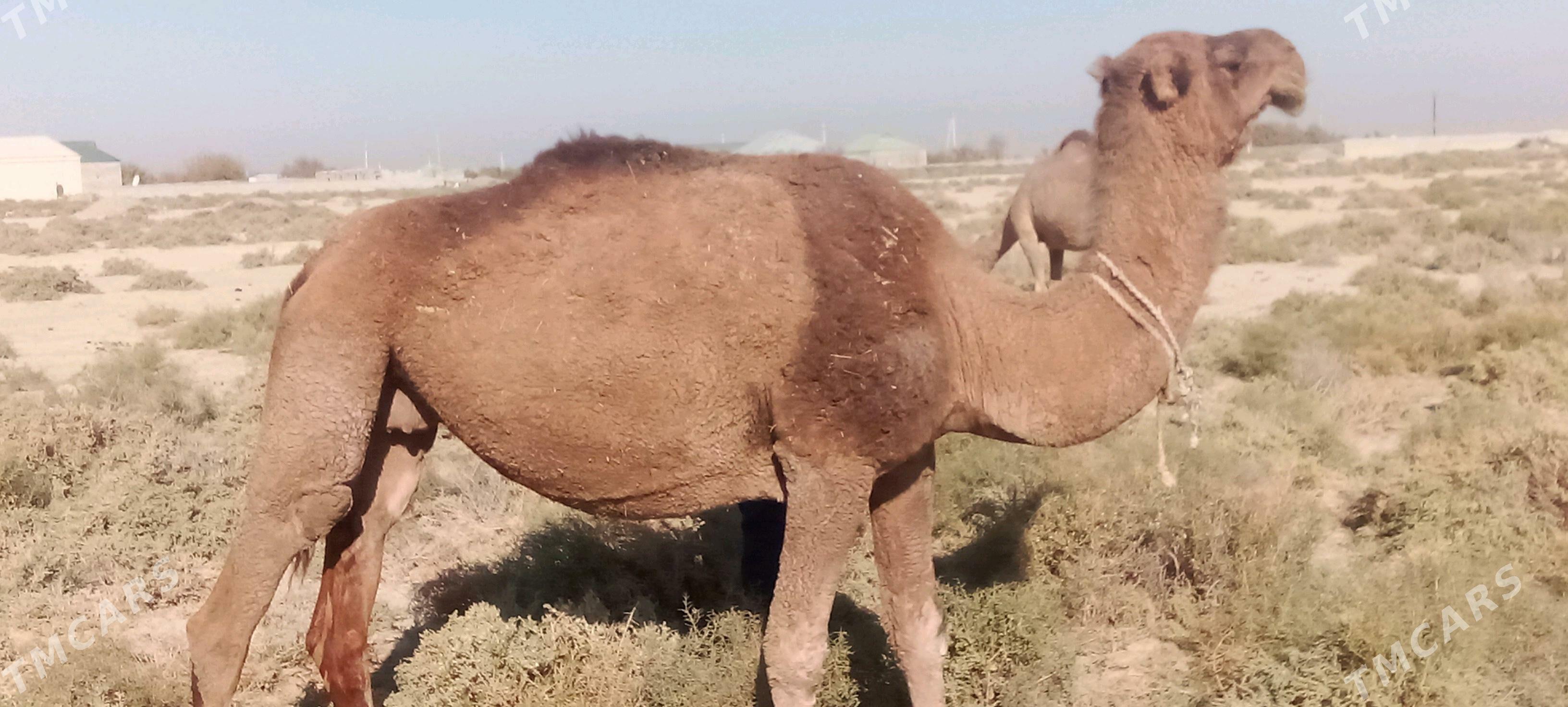 Gysyr Düýe - Bäherden - img 4