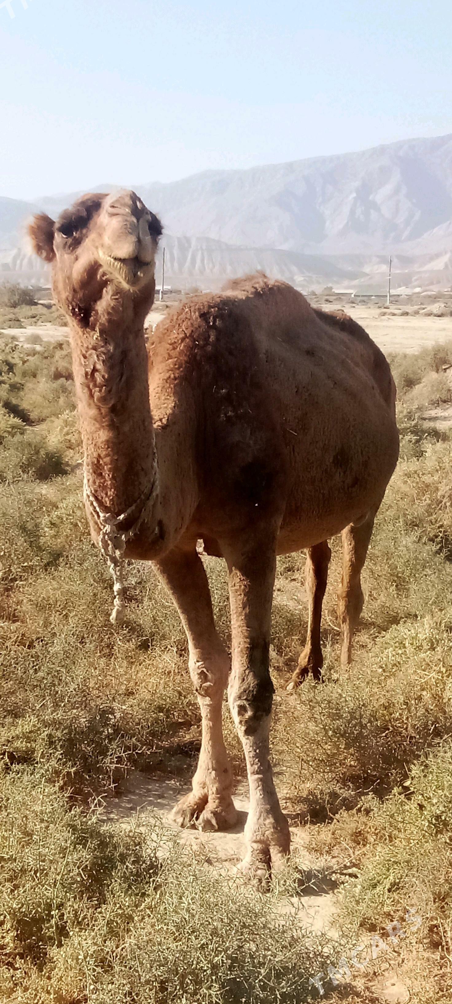 Gysyr Düýe - Bäherden - img 1