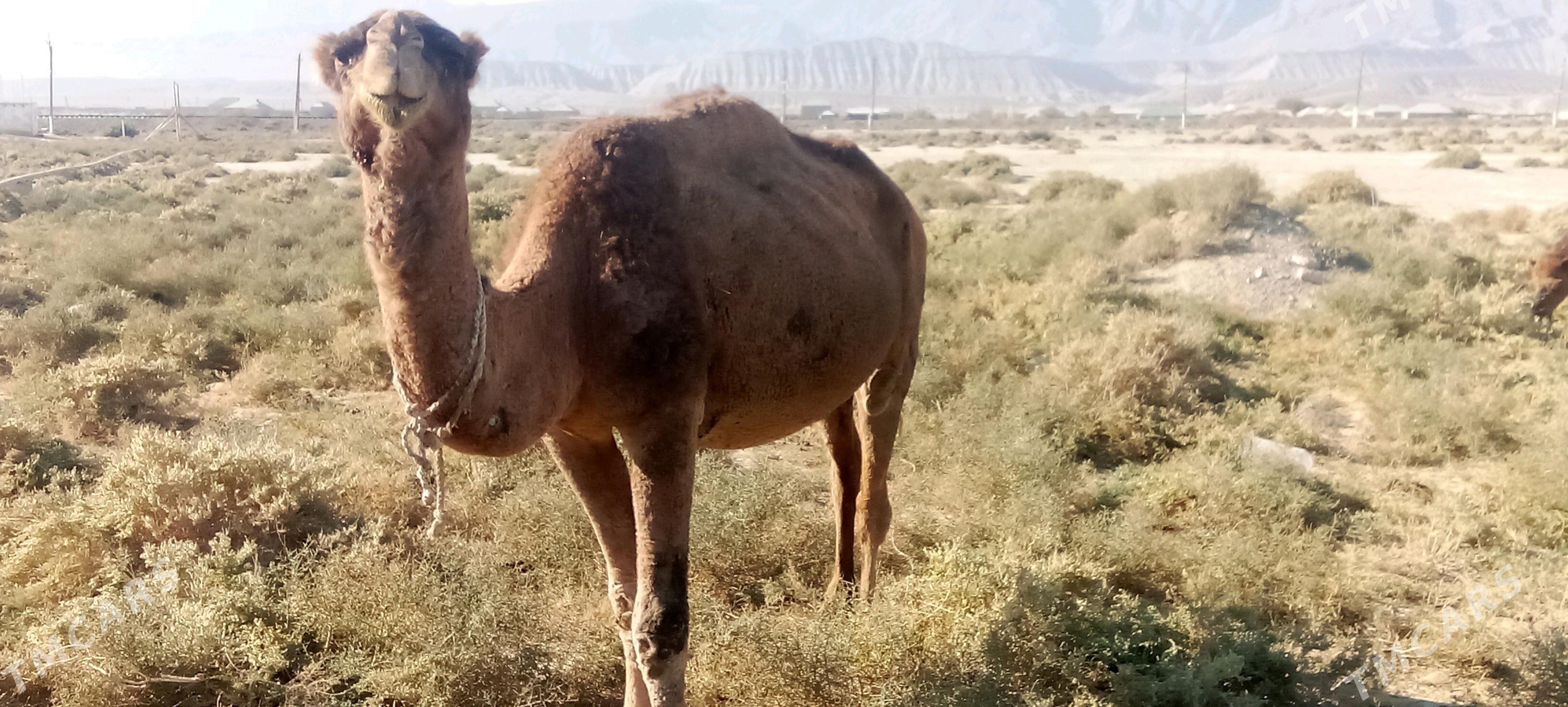 Gysyr Düýe - Bäherden - img 2