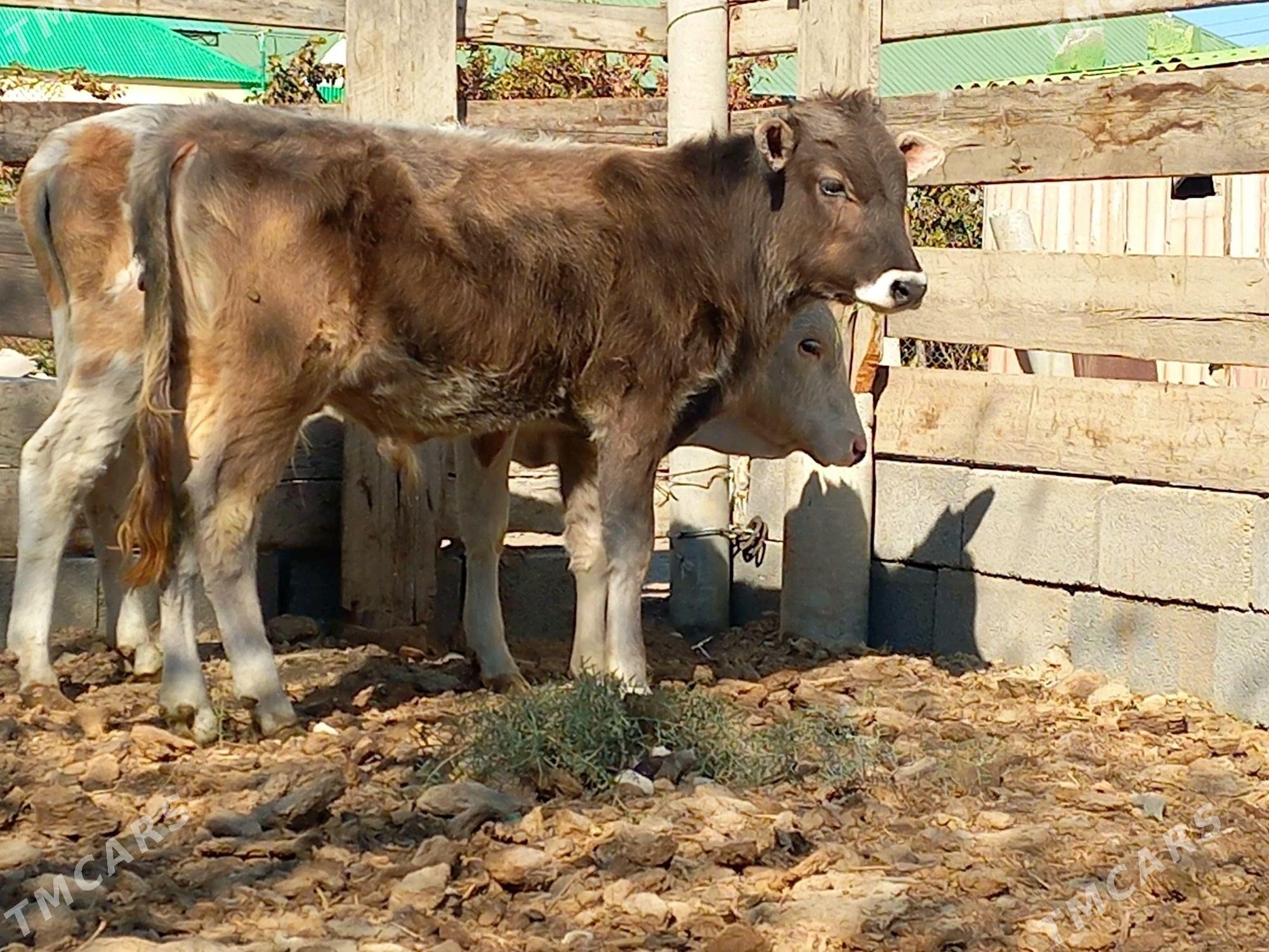 Okuz - Büzmeýin - img 1