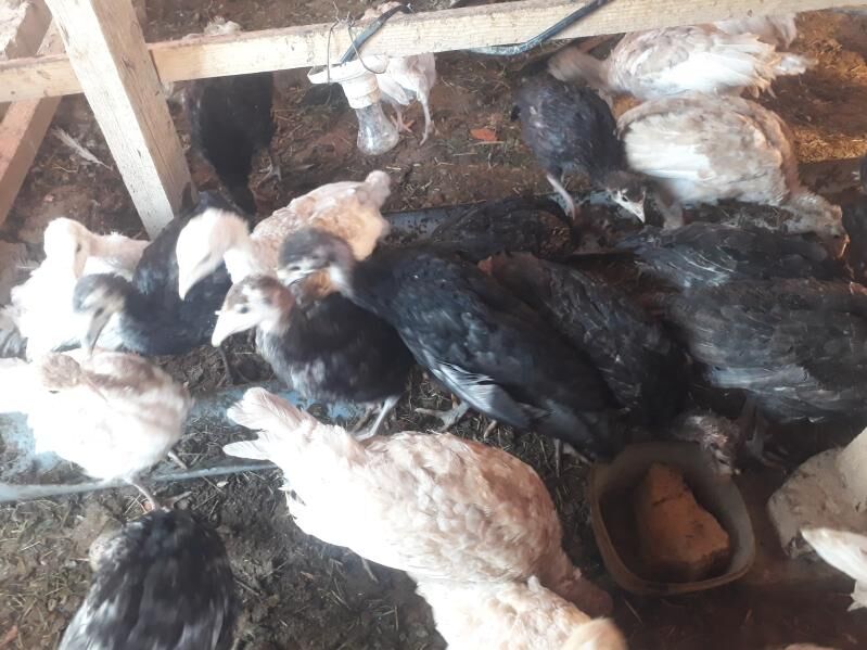 Induk jùyje - Türkmengala - img 3