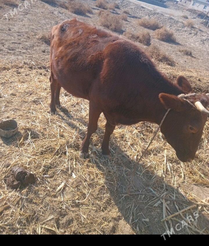 baky gaçar - Gubadag - img 1