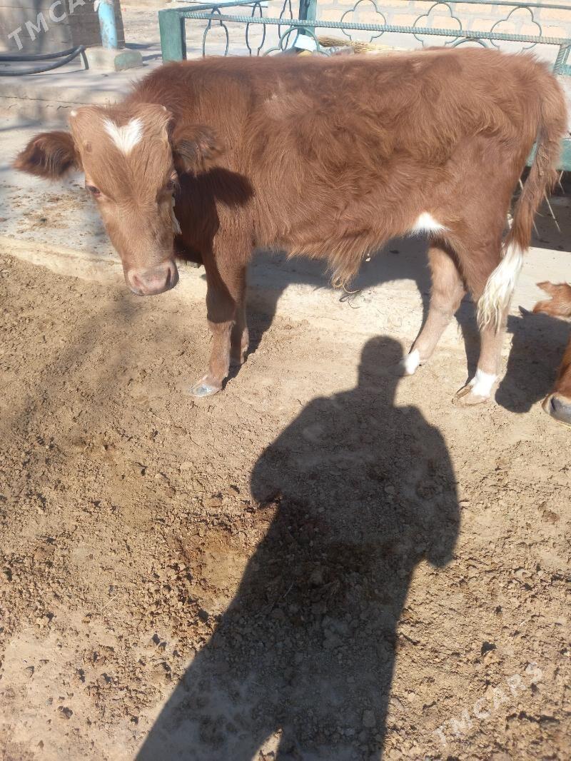 Okuz Tuwe - Gyzylarbat - img 4