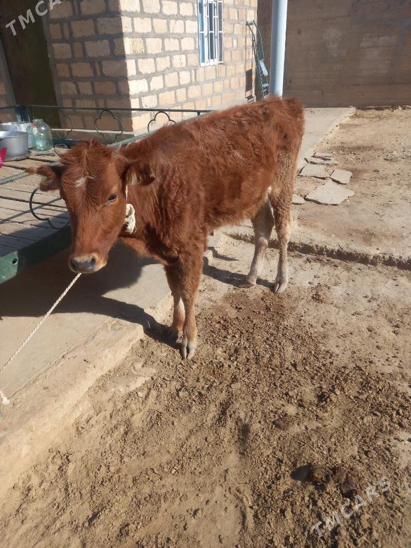 Okuz Tuwe - Gyzylarbat - img 3