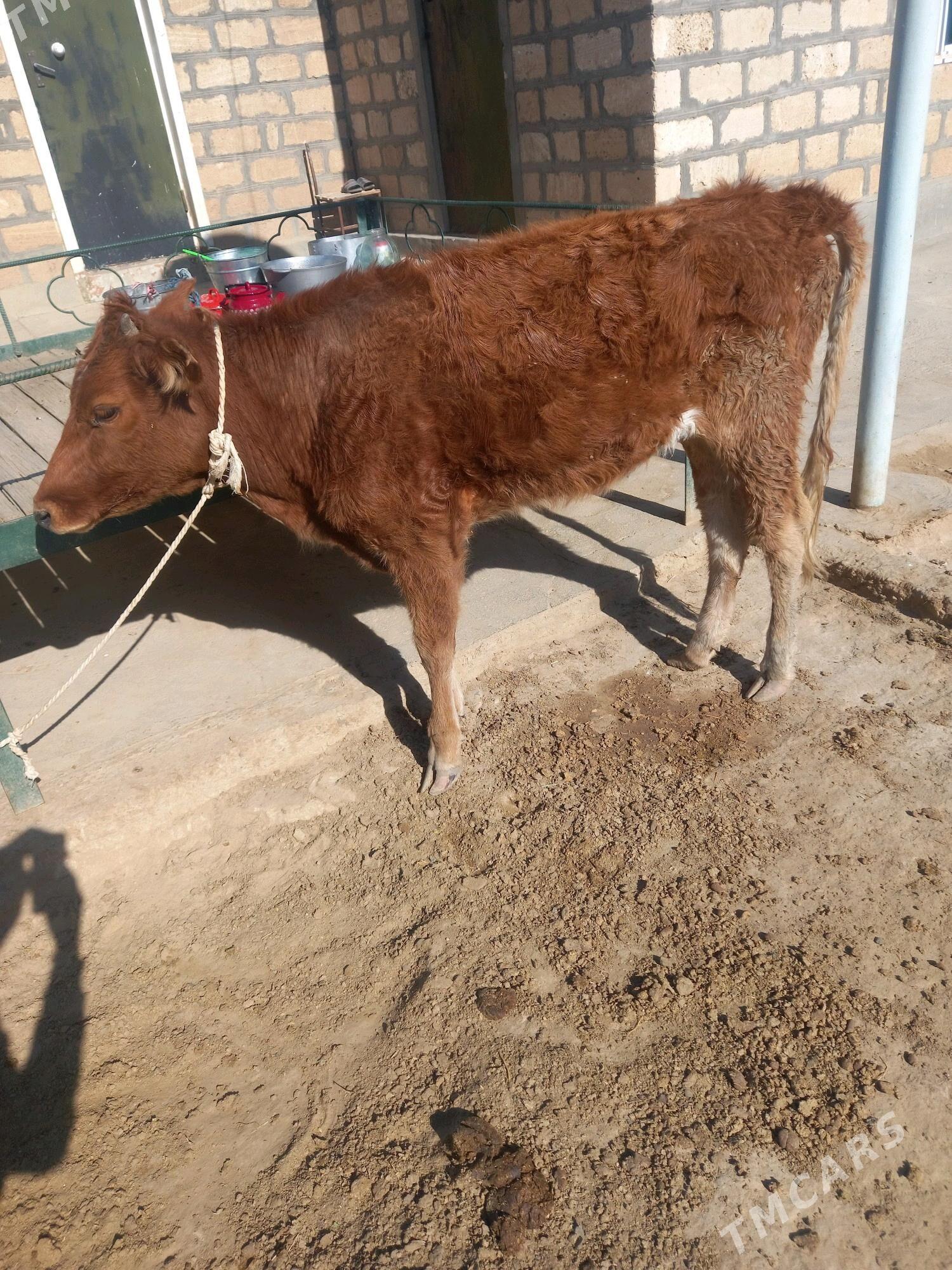 Okuz Tuwe - Gyzylarbat - img 2