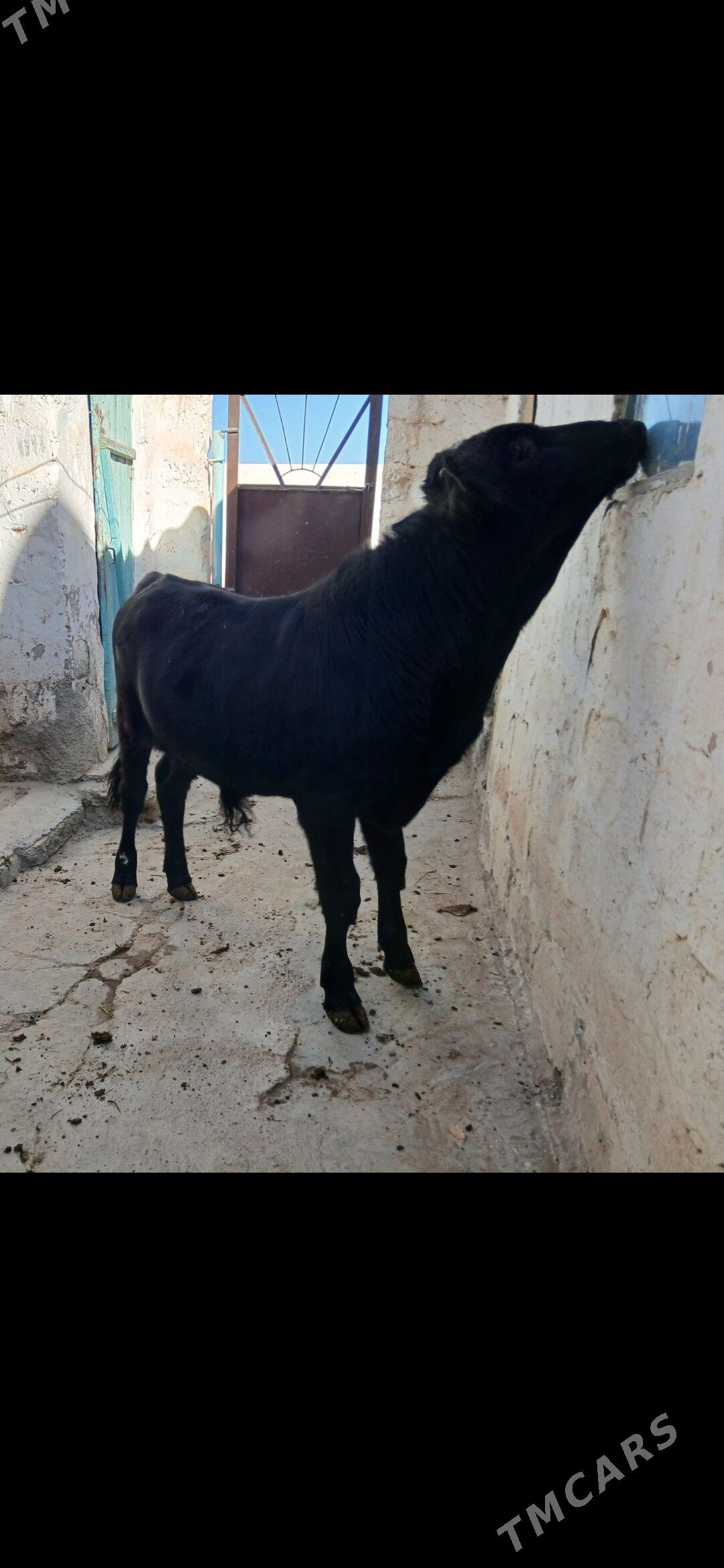 öküz - Gyzylarbat - img 1