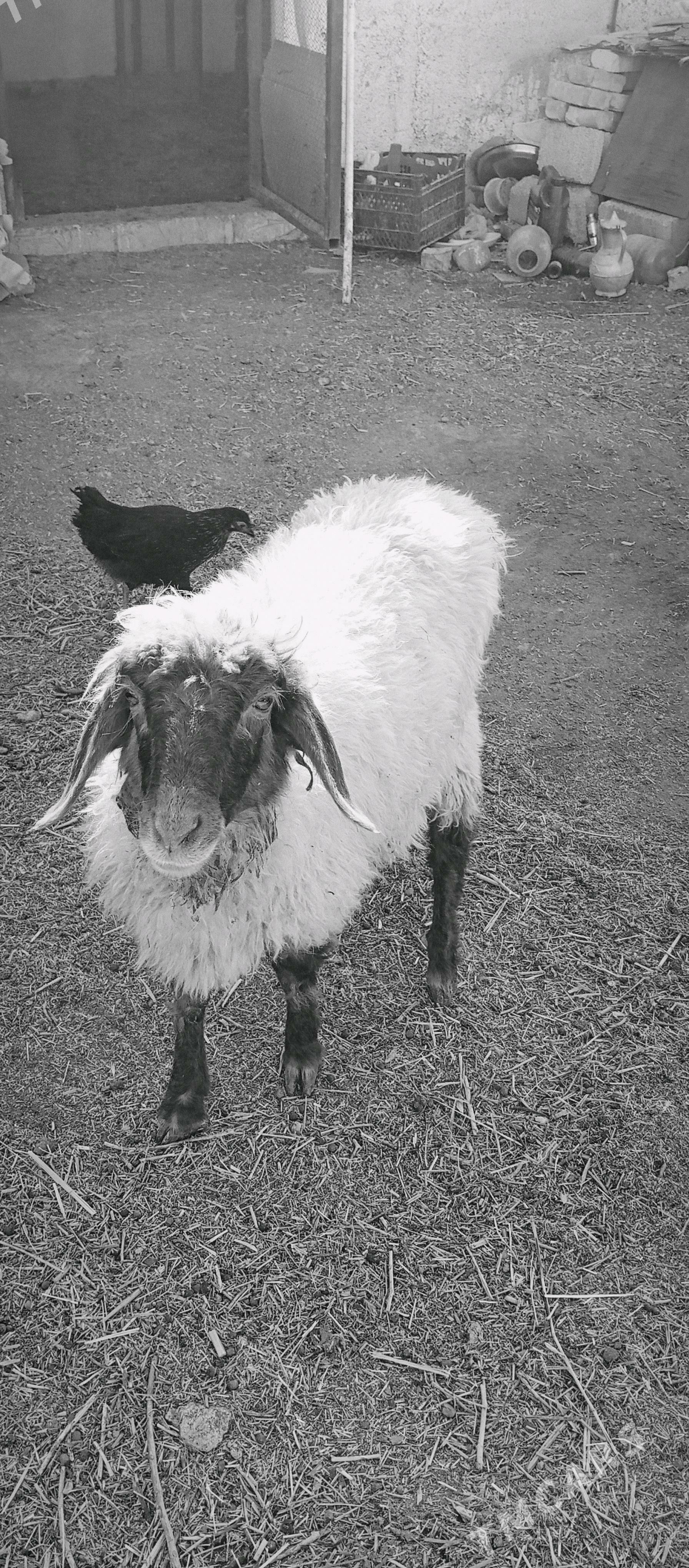 goyun berre tokly - Гёкдепе - img 7