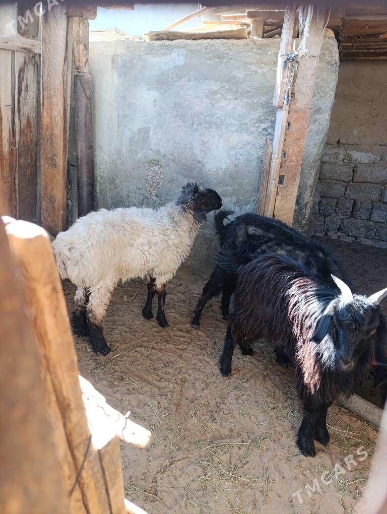 TOKLY - Хитровка - img 2