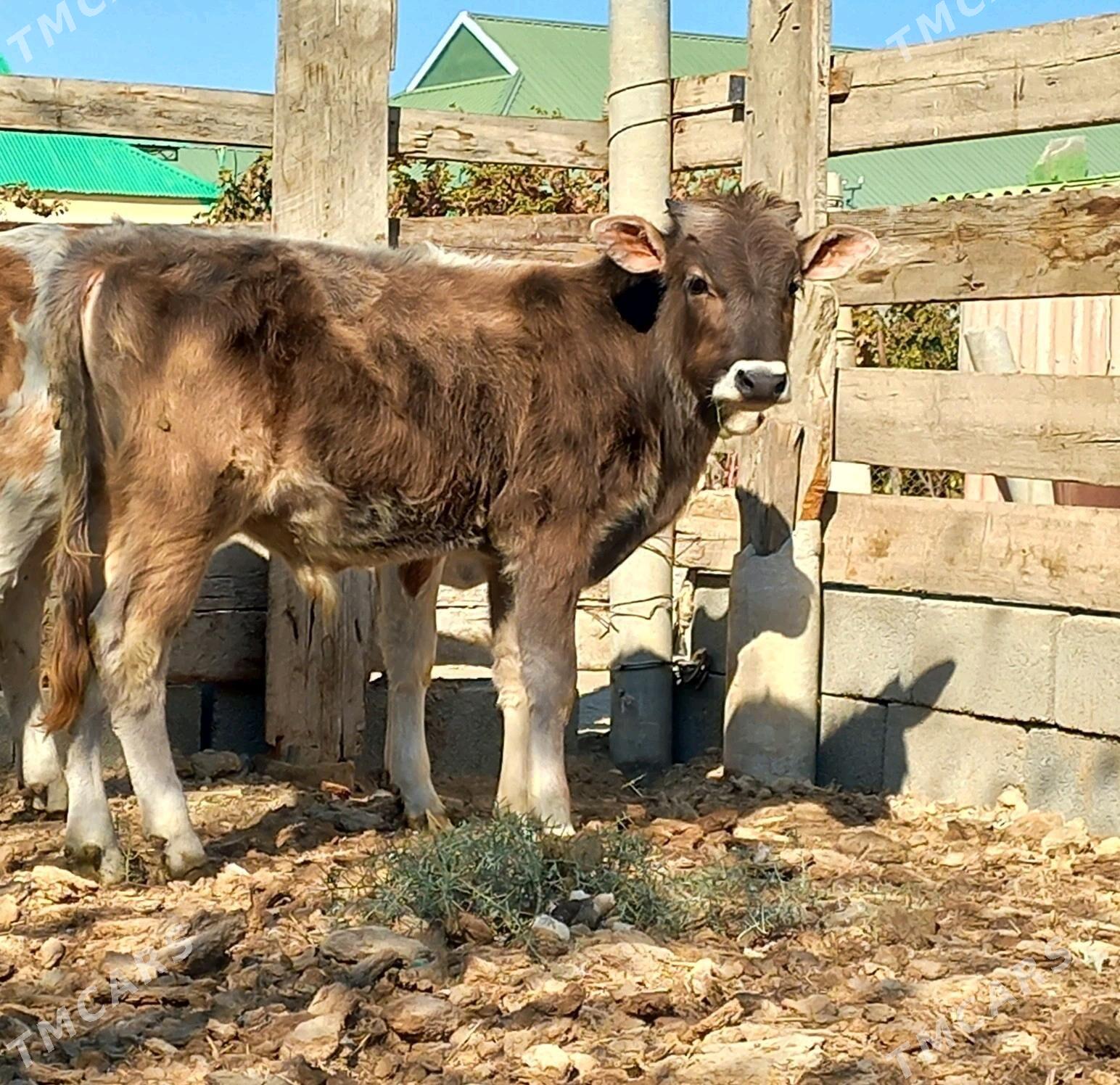 Okuz - Büzmeýin - img 2