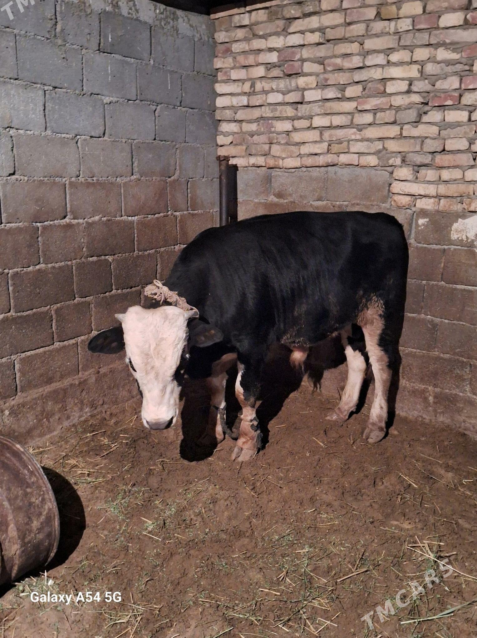 okuz - Gökdepe - img 2