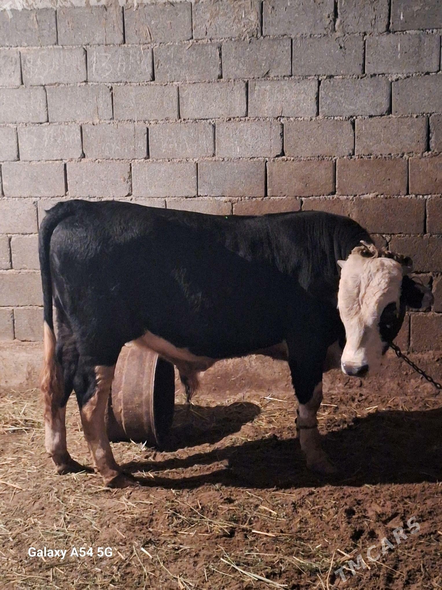 okuz - Gökdepe - img 5