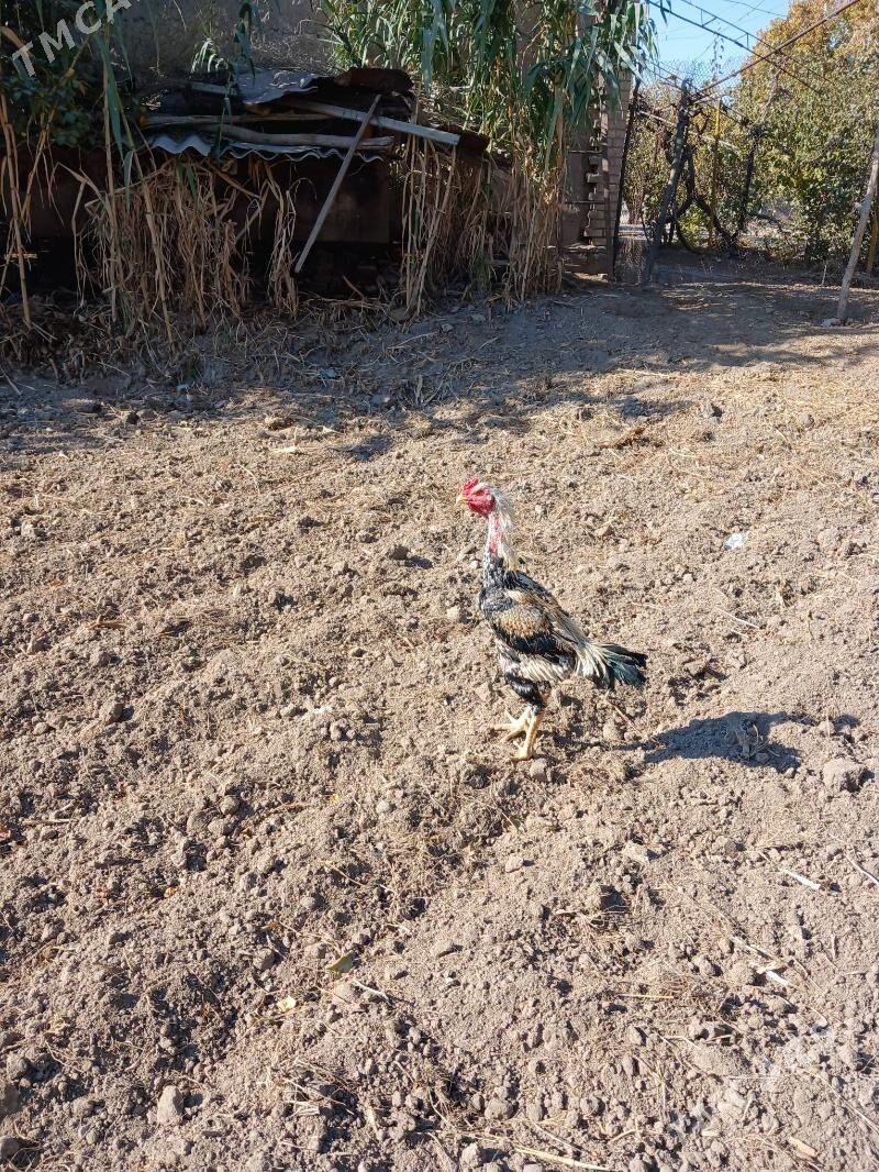 horaz - Dänew - img 1