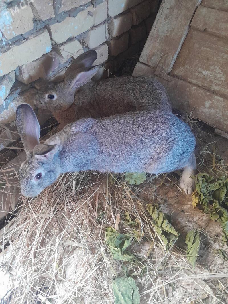 towsan - Çärjew - img 2