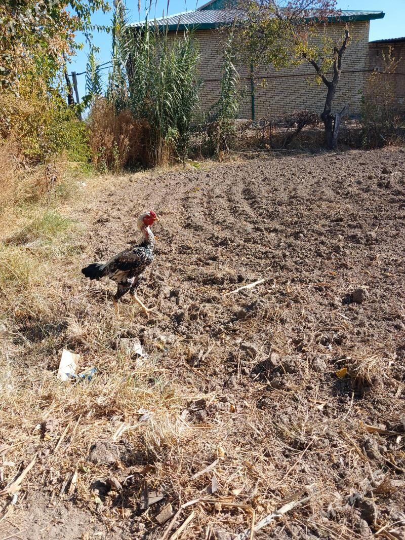 horaz - Dänew - img 2