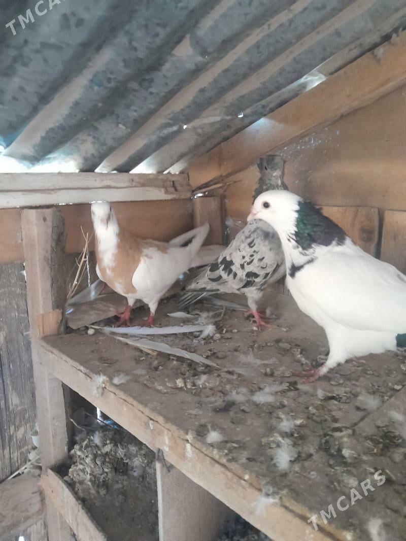 kepder - Чарджоу - img 1