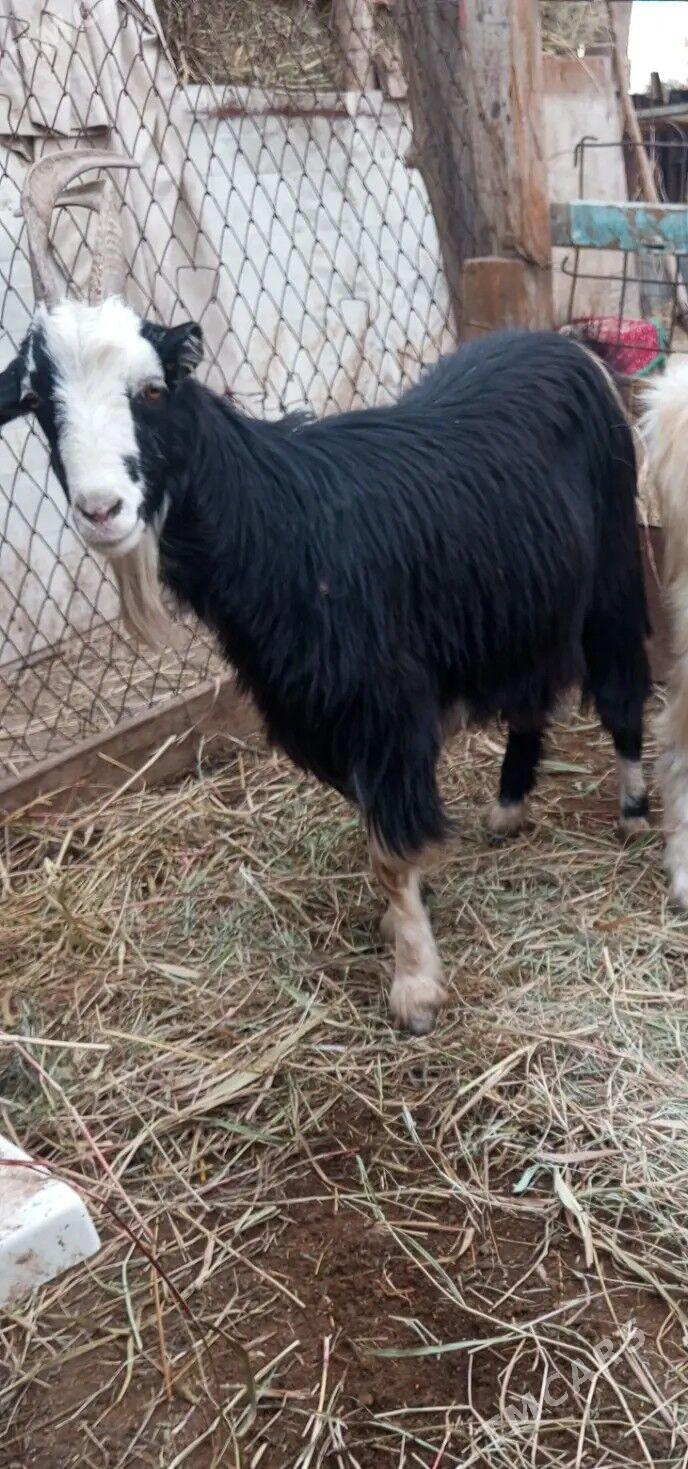 geçi - Farap - img 3