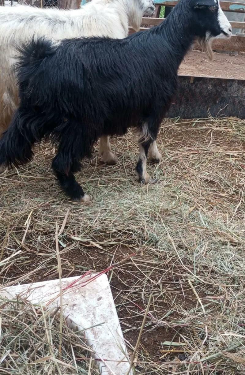 geçi - Farap - img 2