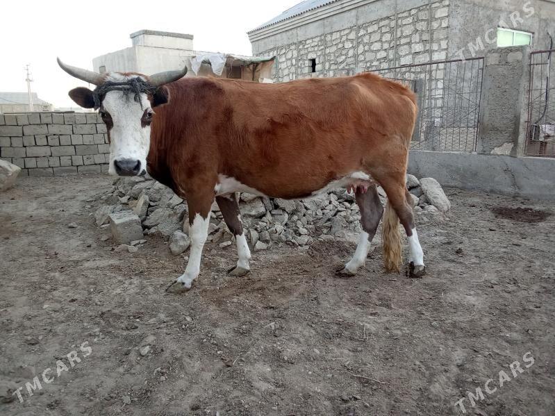 Sygyr - Esenguly - img 1