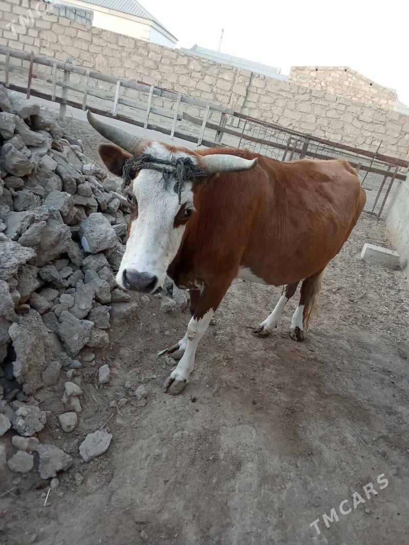 Sygyr - Esenguly - img 3