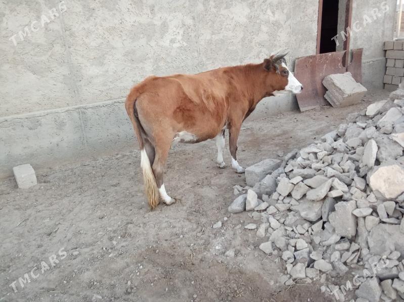 Sygyr - Esenguly - img 2