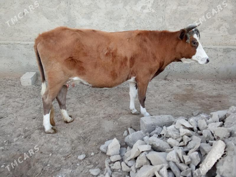 Sygyr - Esenguly - img 4