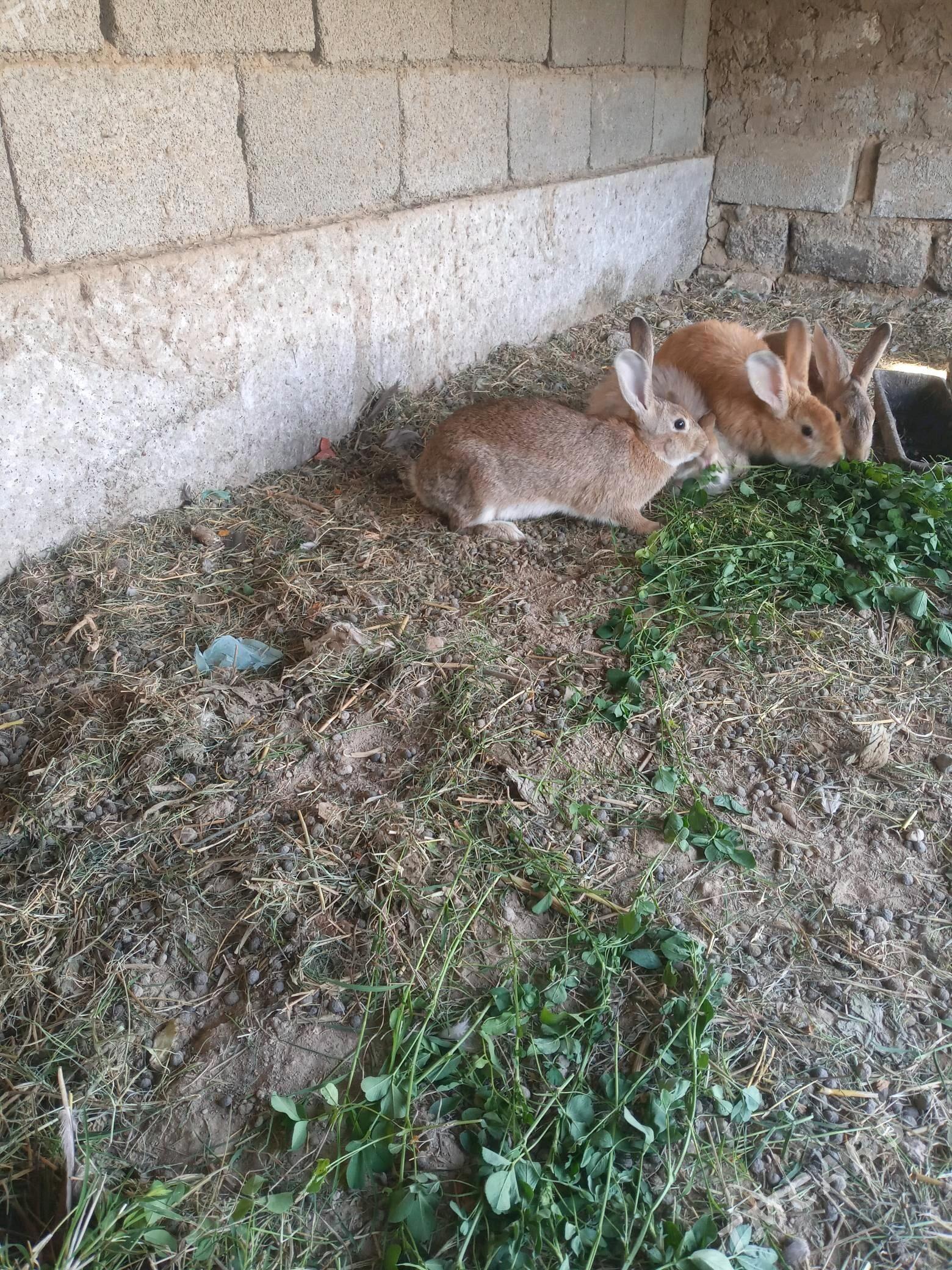 towşan - Aşgabat - img 2