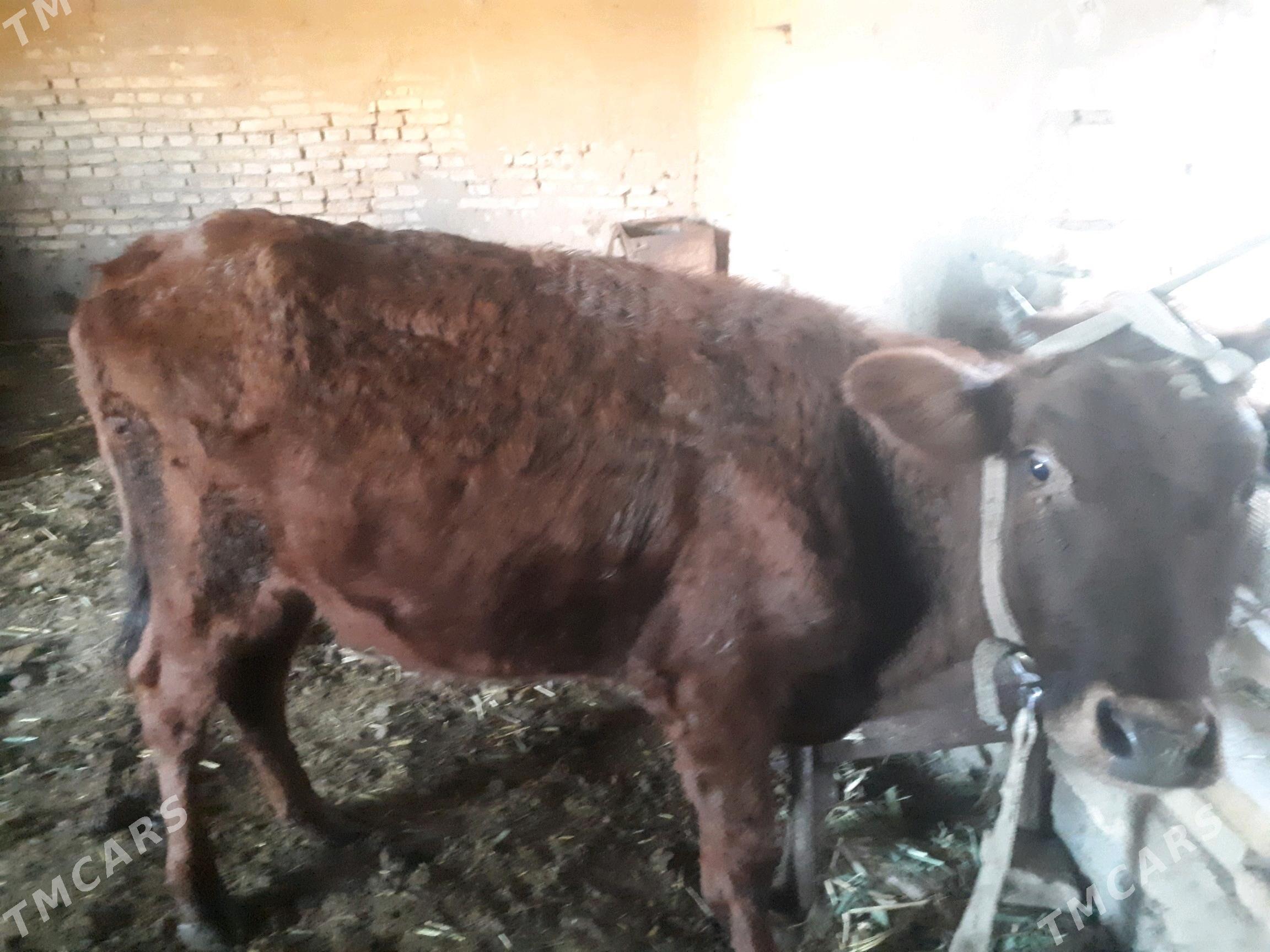 Gulajyn - Мары - img 1