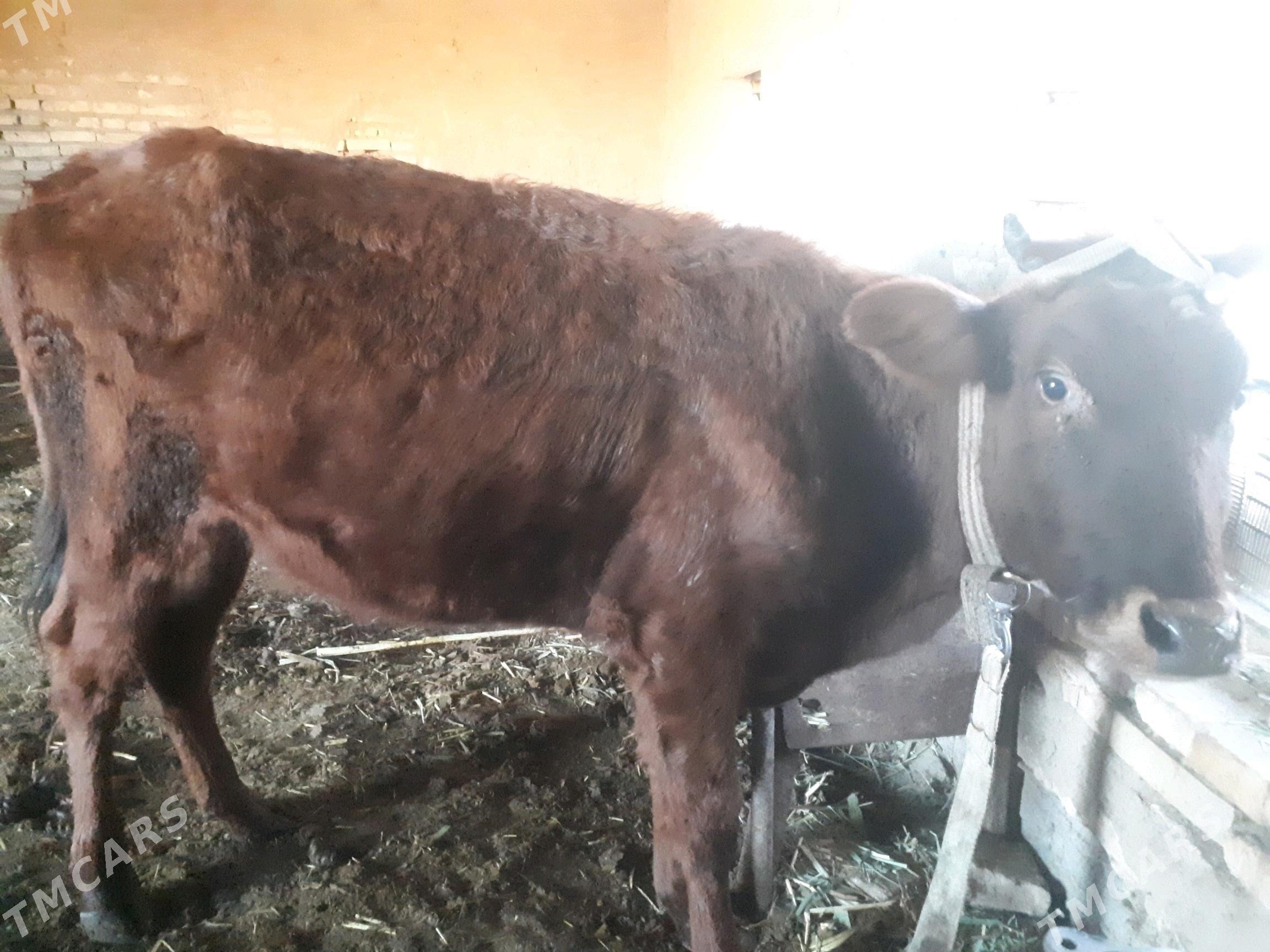 Gulajyn - Мары - img 2