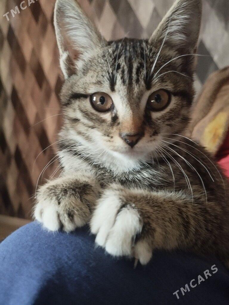 Отдаю котёнка в хорошие руки. - Türkmenabat - img 1