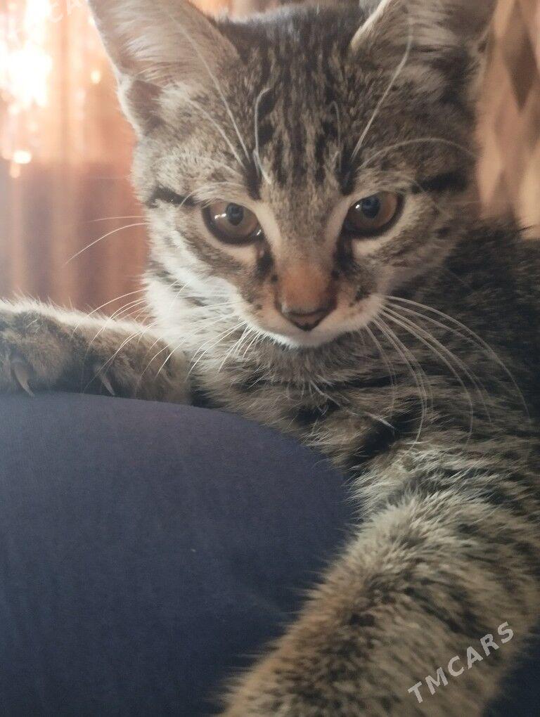 Отдаю котёнка в хорошие руки. - Türkmenabat - img 3