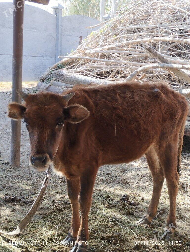 gulajyn - Мары - img 1