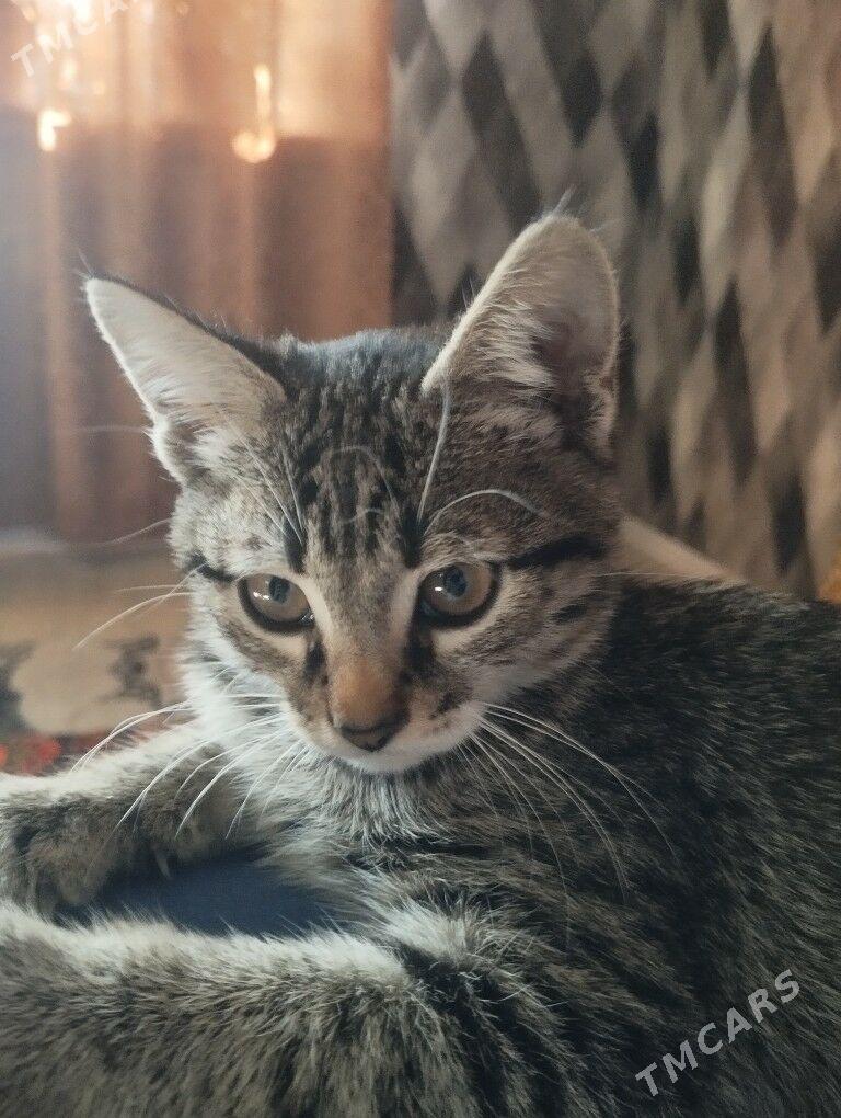 Отдаю котёнка в хорошие руки. - Türkmenabat - img 2