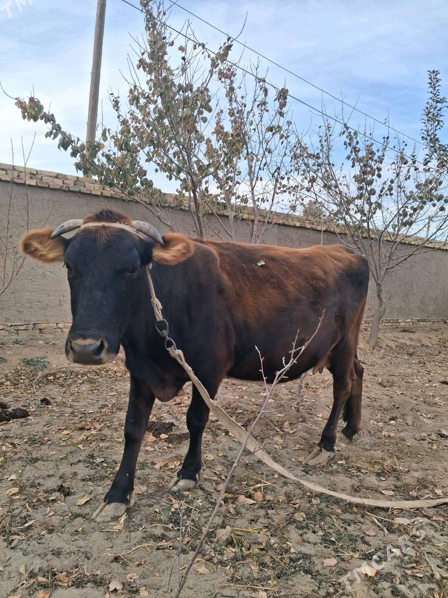 Sygyr - Şabat etr. - img 2