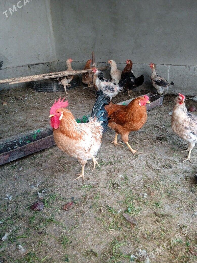 horaz - Türkmenabat - img 9