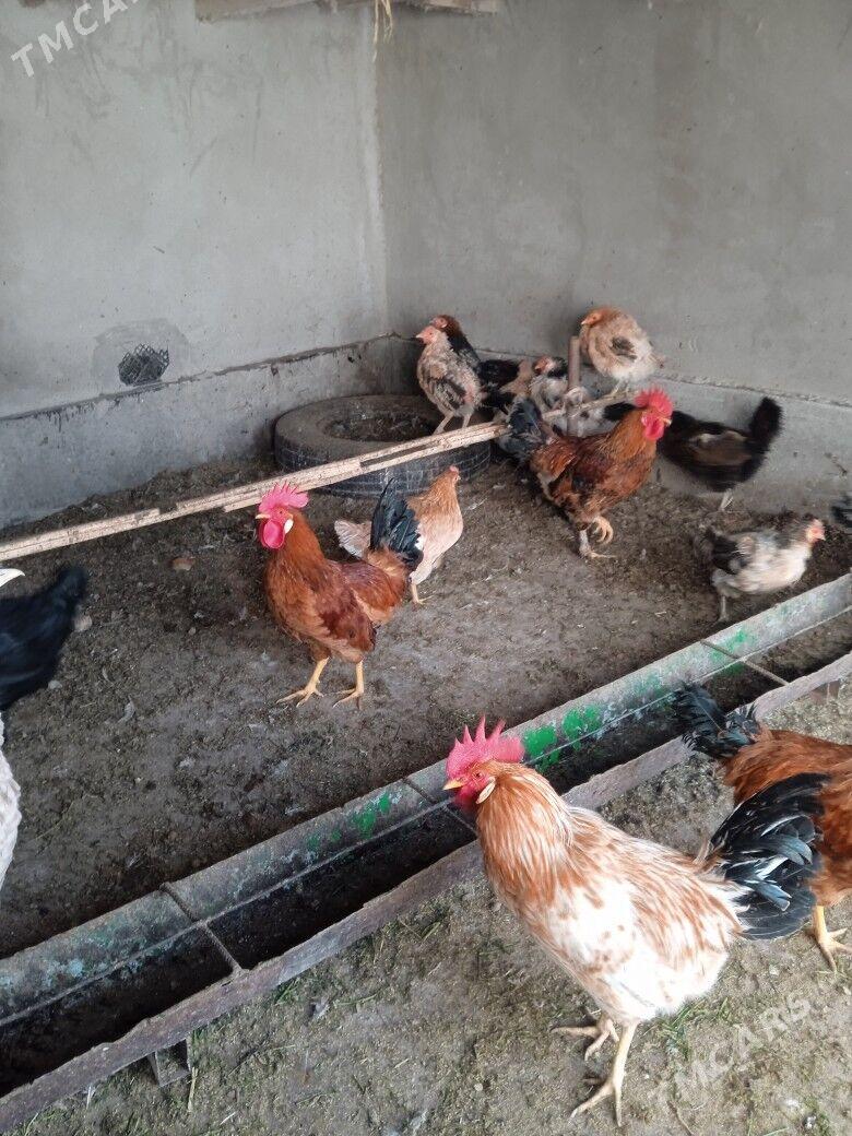 horaz - Türkmenabat - img 3