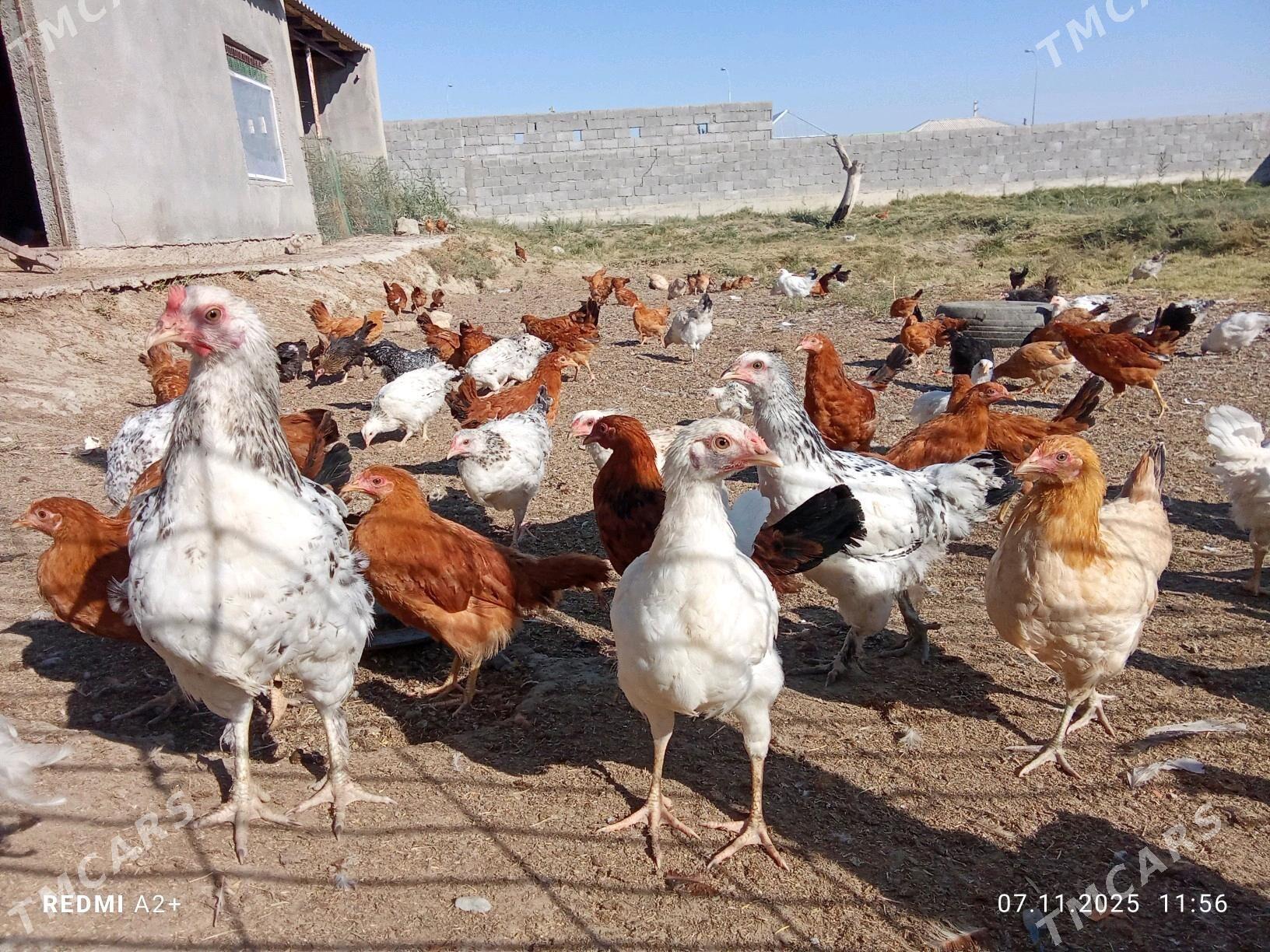 towuk jüje - Бахарден - img 2