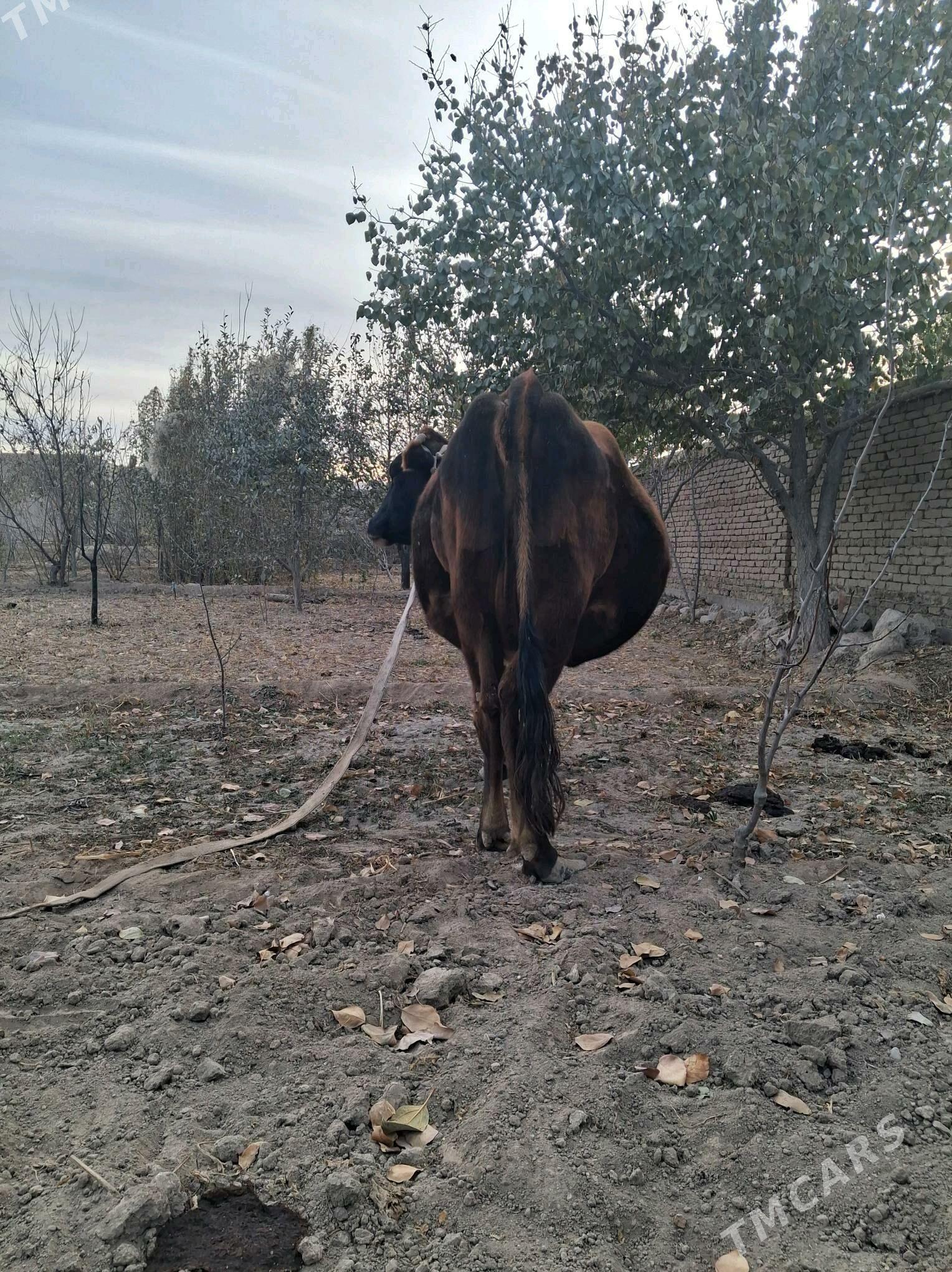 Sygyr - Şabat etr. - img 3