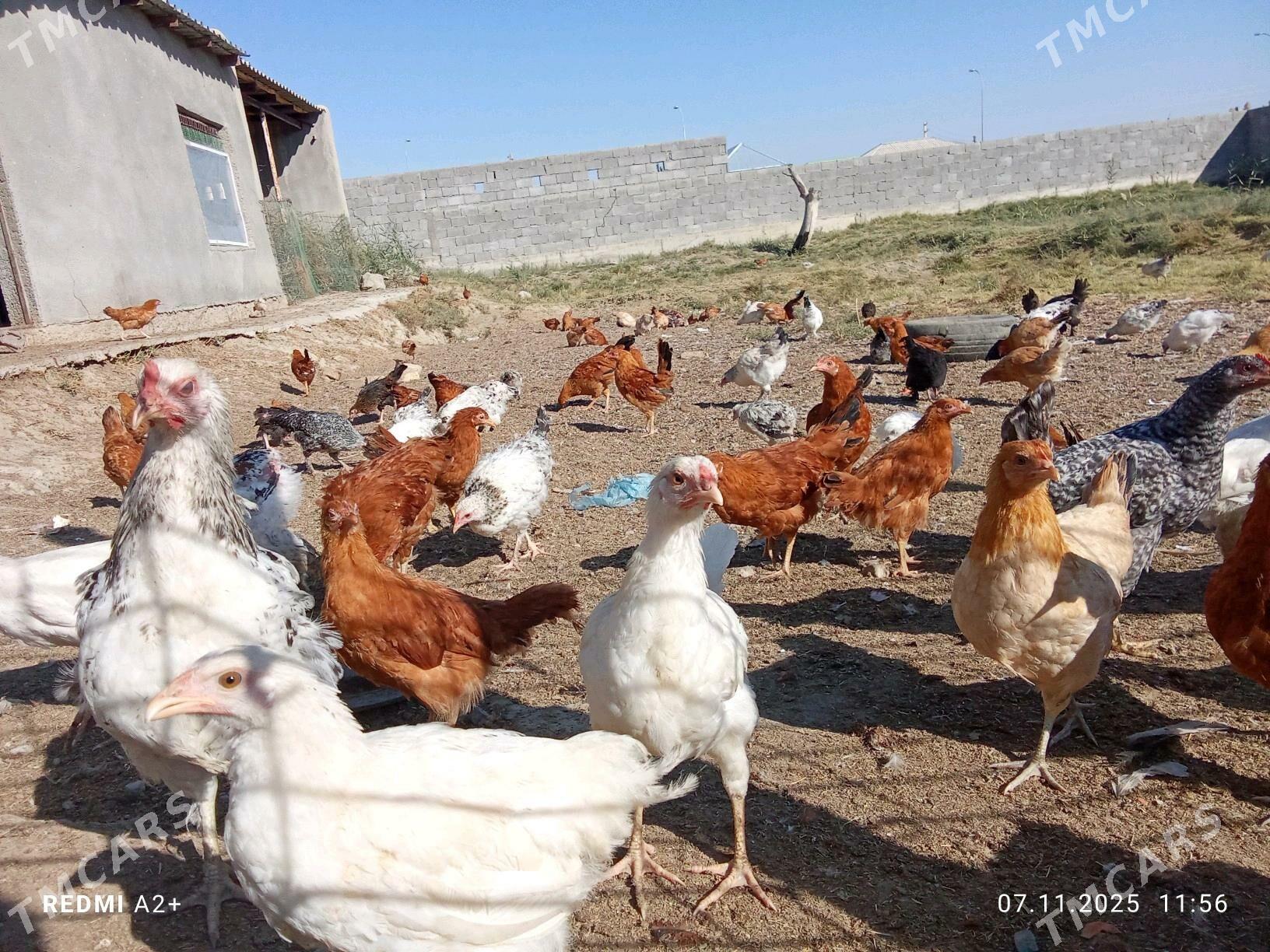 towuk jüje - Бахарден - img 3