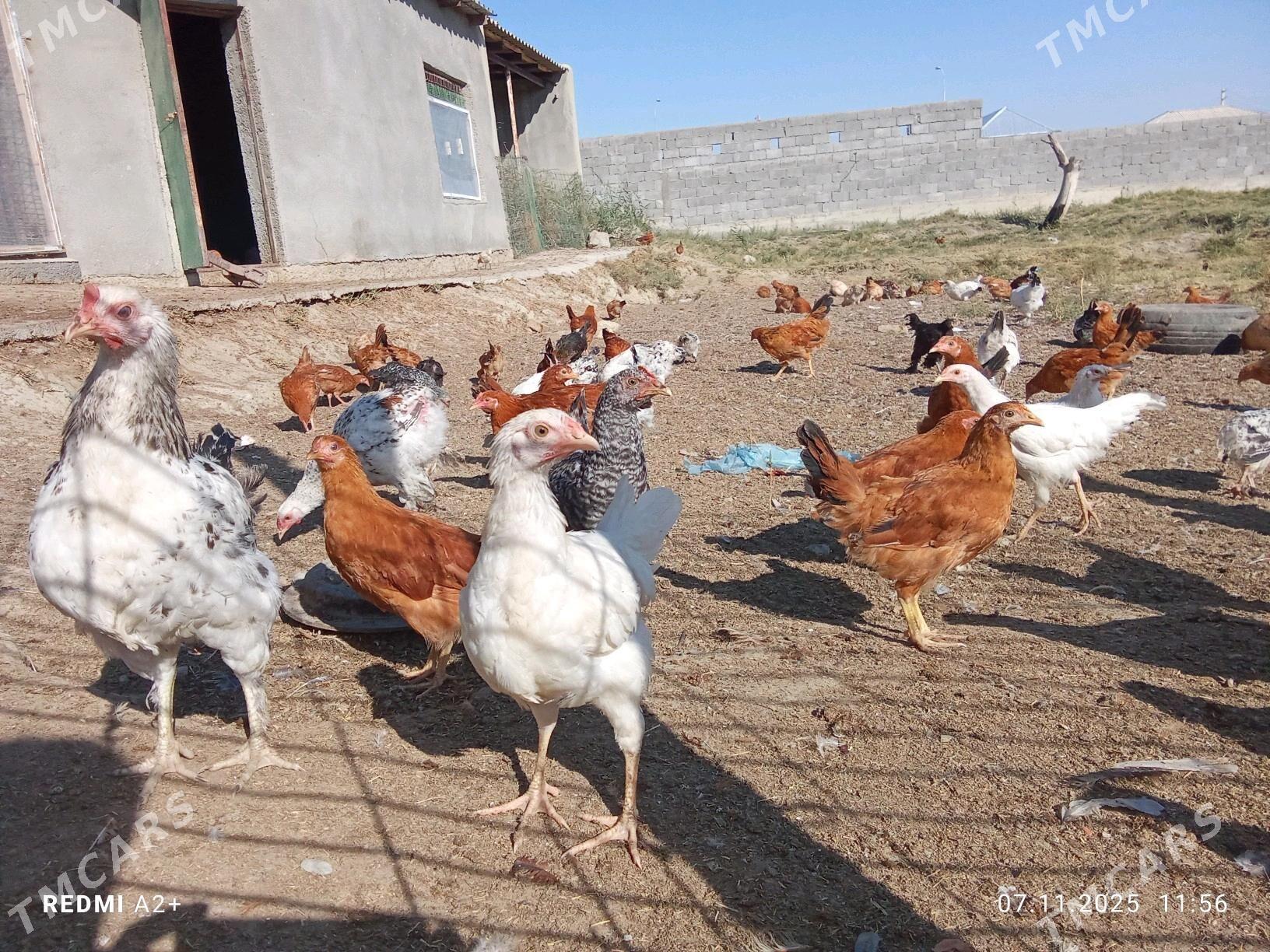 towuk jüje - Бахарден - img 4