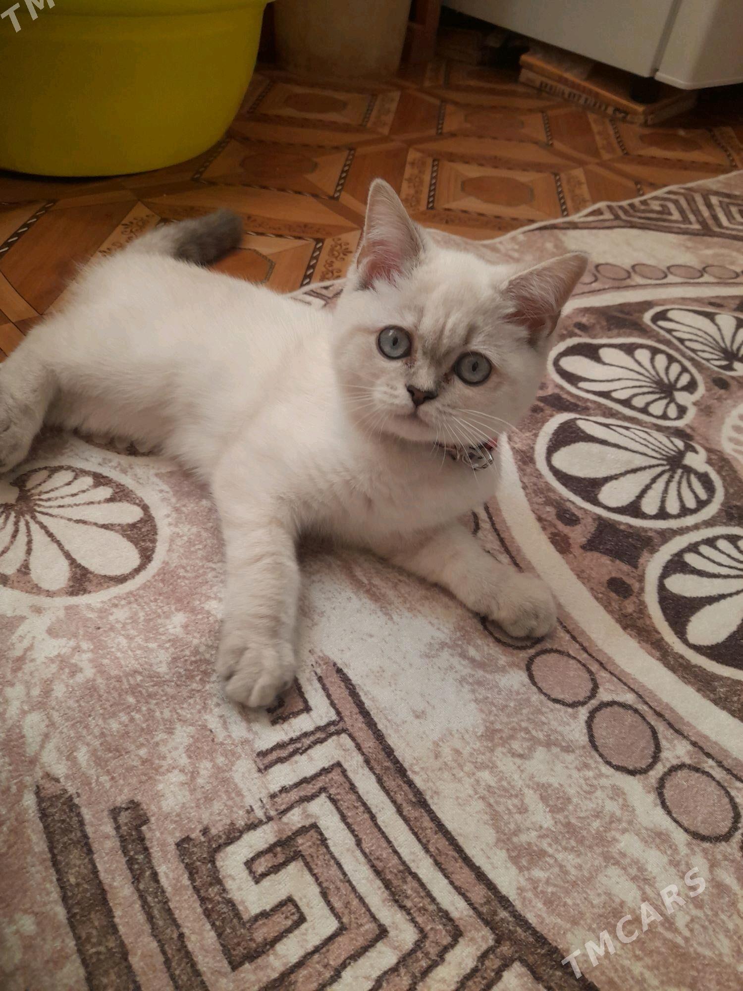 Шотландский котёнок - Türkmenabat - img 1