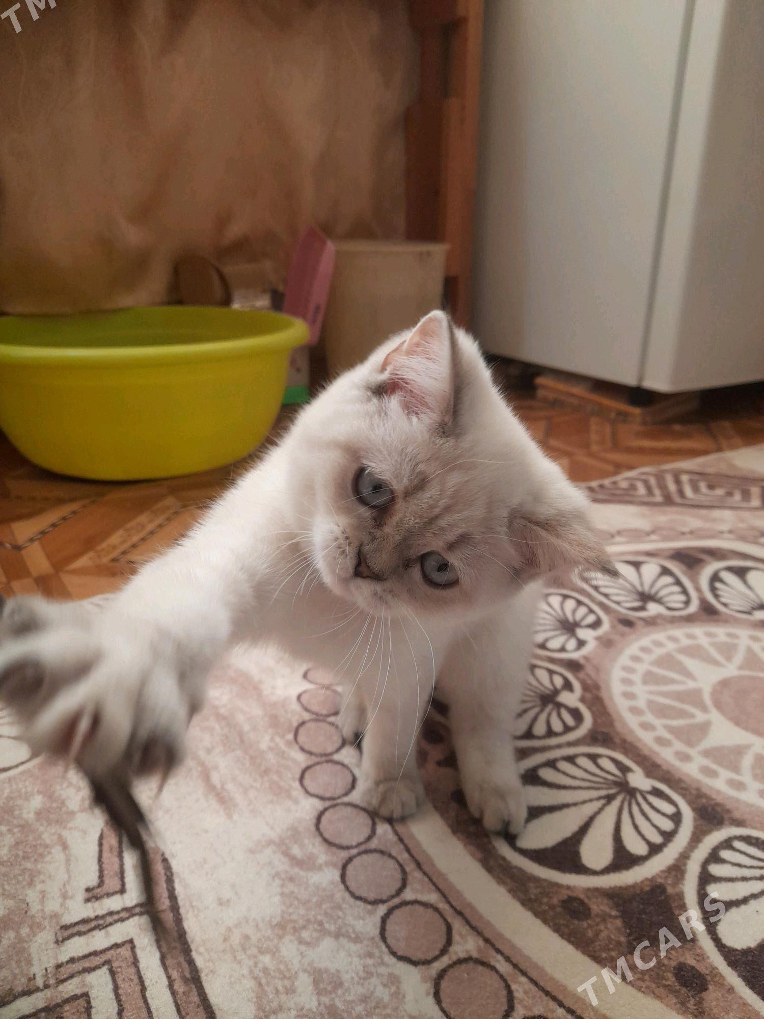 Шотландский котёнок - Türkmenabat - img 3