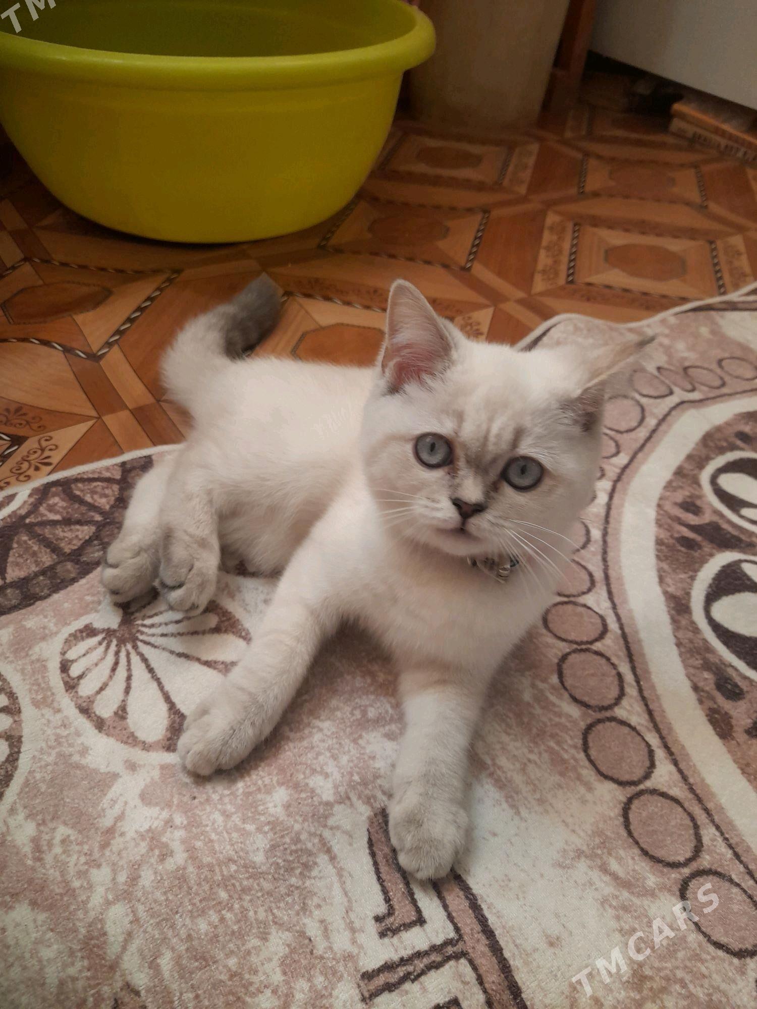 Шотландский котёнок - Türkmenabat - img 2