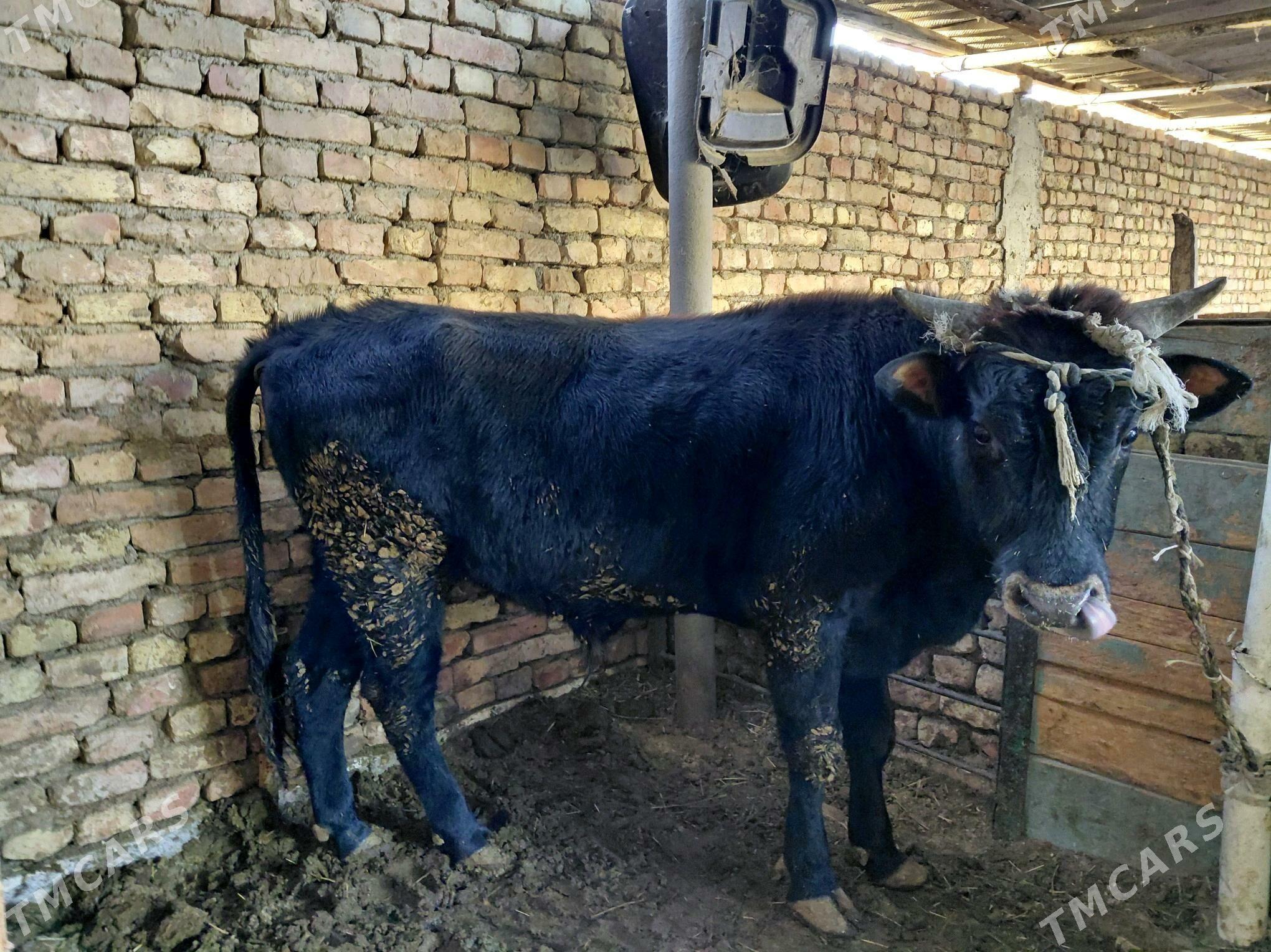 Okuz - Gurtly - img 3