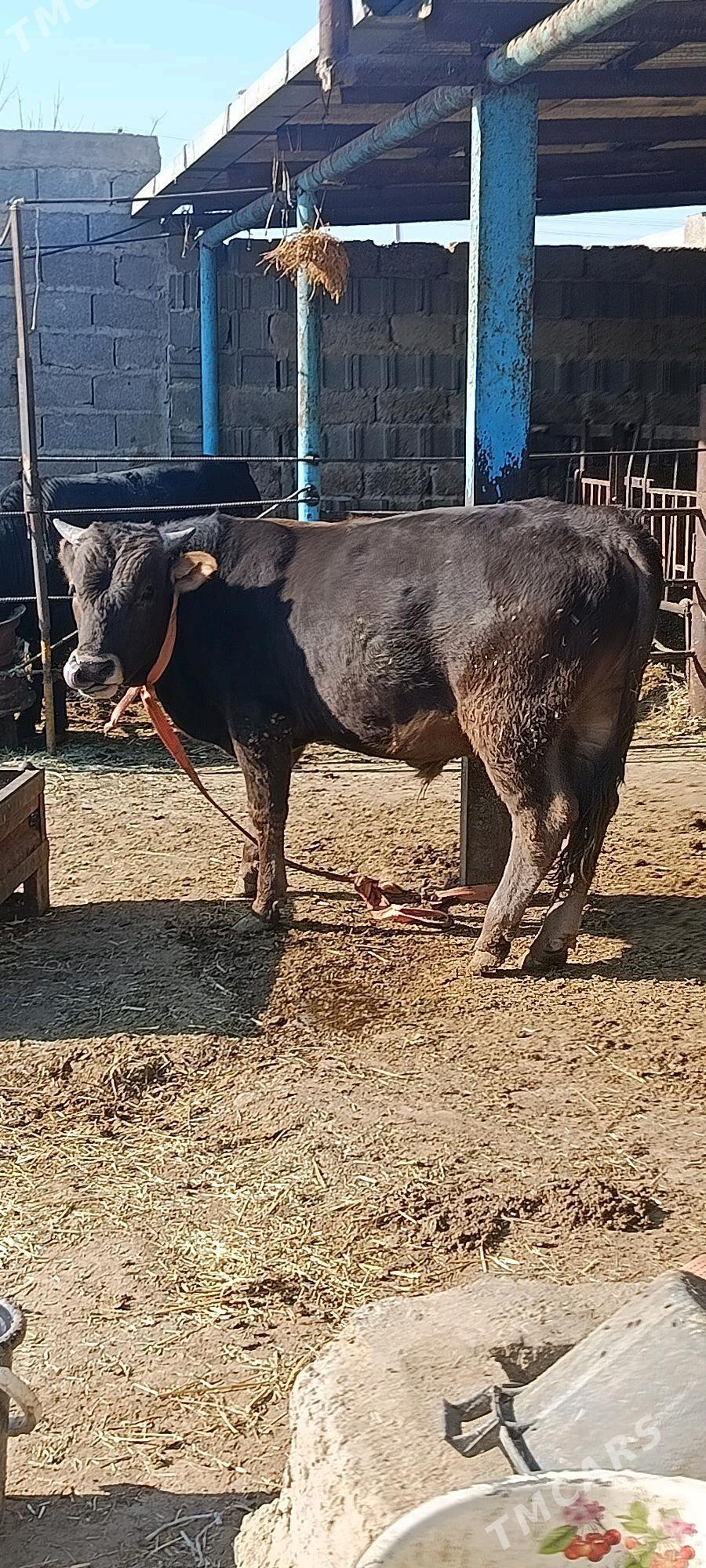 şwes okuz - Бахарден - img 1