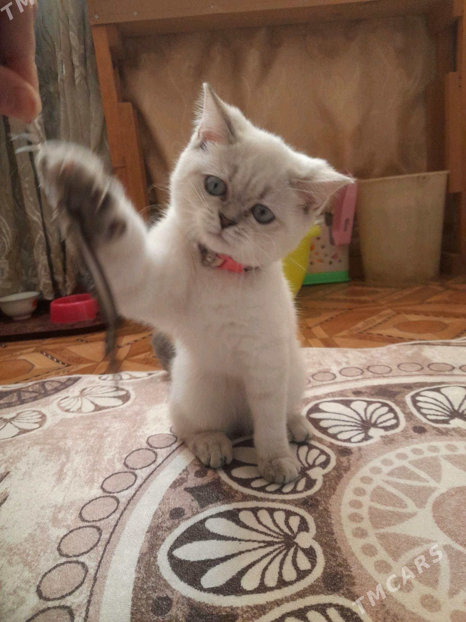 Шотландский котёнок - Türkmenabat - img 4