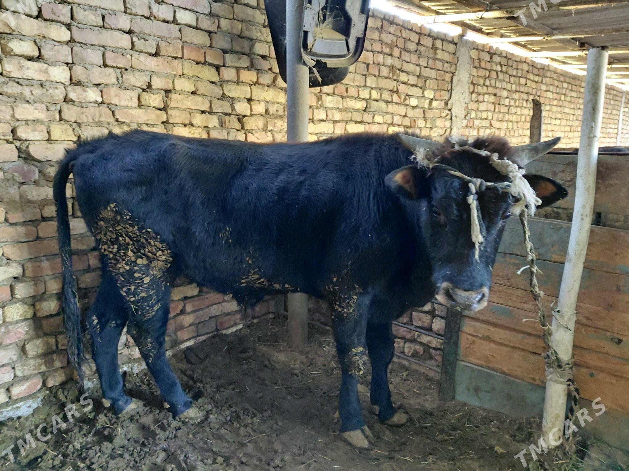 Okuz - Gurtly - img 2