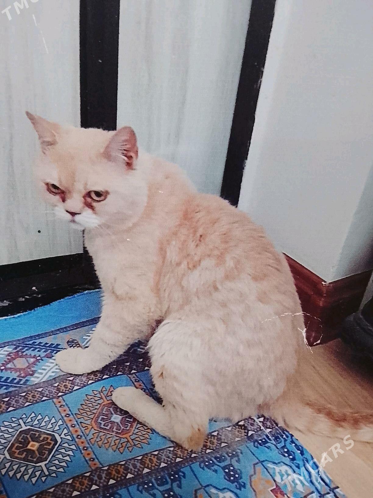 Шотландский котёнок - Türkmenabat - img 7