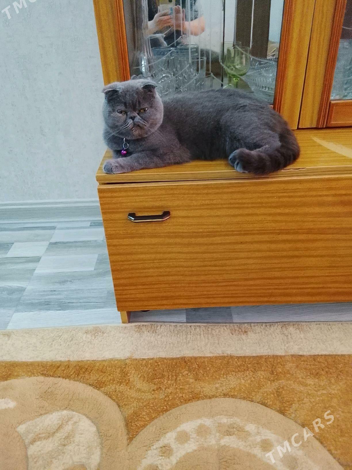 Шотландский котёнок - Türkmenabat - img 6